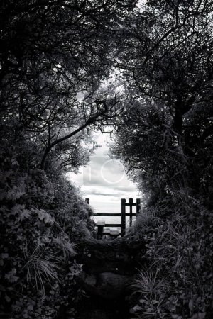 cornish woods in black and white infrared 