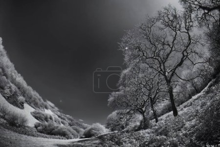 cornish woods in black and white infrared 
