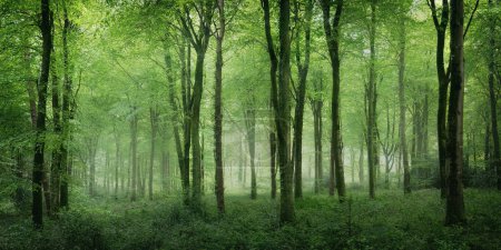 Téléchargez les photos : Idless bois printemps vert près de Truro cornwall Angleterre uk - en image libre de droit