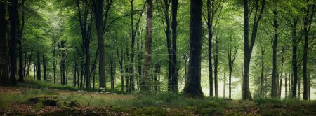 Téléchargez les photos : Idless woods près de truro Cornwall Angleterre uk - en image libre de droit