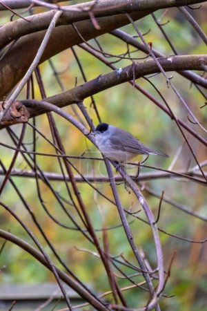 Photo for Male black cap bird in a tree - Royalty Free Image