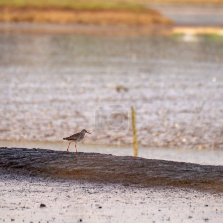 Redshank pájaro en el fal río cornwall uk 