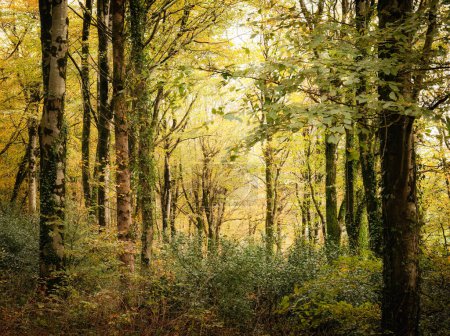 autumn idless woods near truro Cornwall uk 