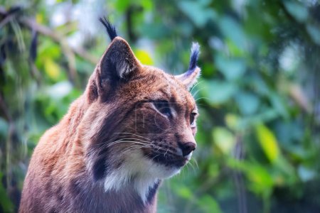 lynx sitting with green bokeh background 