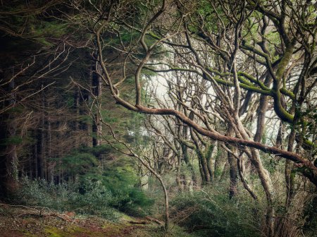 arbres tordus dans le bois à ladock cornwall england uk 