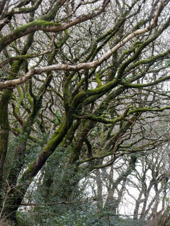 verdrehte bäume im wald bei ladock cornwall england uk 