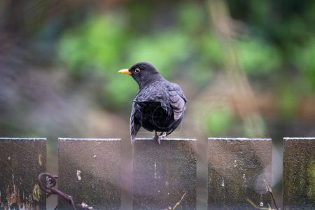 negro pájaro el jardín 