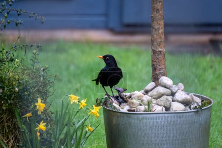 schwarzer Vogel im Garten 