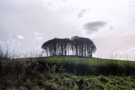 Coming home trees on the devon cornwall border 