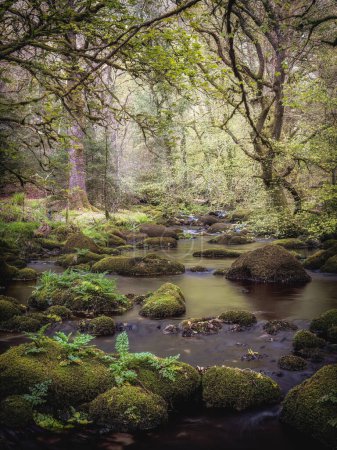 Fluss im Dartmoor National Park devon england uk. In der Nähe des Burrator-Stausees