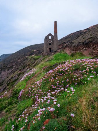 Wheal Coates with pink flowers cornwall uk 
