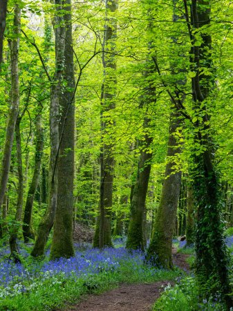 Bluebell wood Cornwall England UK 