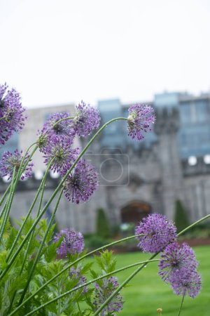 purple alliums in the garden with building in the background