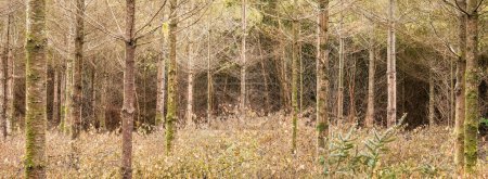 les gaules des bois dans la forêt cornwall uk 