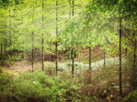 arboledas forestales en el bosque cornwall uk 