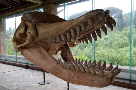 Téléchargez les photos : Calci, Pise, Italie - 1er mai 2024 : Reconstruction d'un crâne de mégalodon au Musée d'histoire naturelle de l'Université de Pise. - en image libre de droit