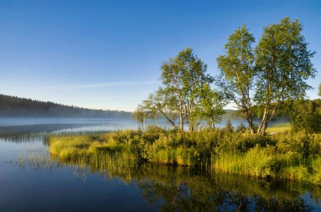 Birch trees light up in beautiful morning light at lake Tevsjon close to the Swedish village Ljusnedal