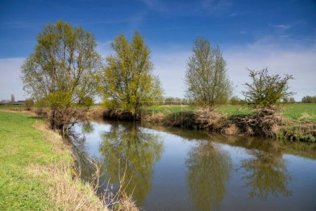 Foto de Sauces a lo largo de un arroyo en las llanuras de inundación del río IJssel cerca de la aldea de Gelderland de Voorst - Imagen libre de derechos