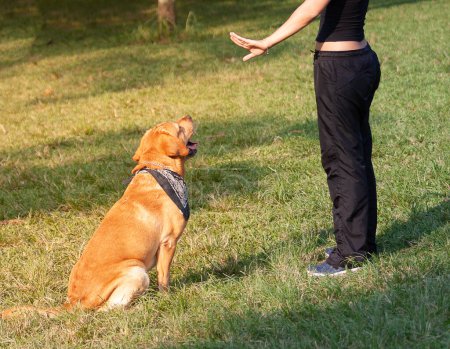 Téléchargez les photos : Labrador Retriever chien assis et attendant les ordres de son maître. - en image libre de droit