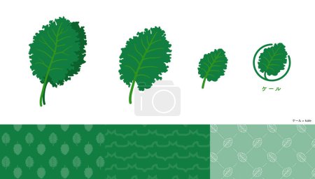 Illustration for Kale illustrations and icons and patterns set. - Royalty Free Image