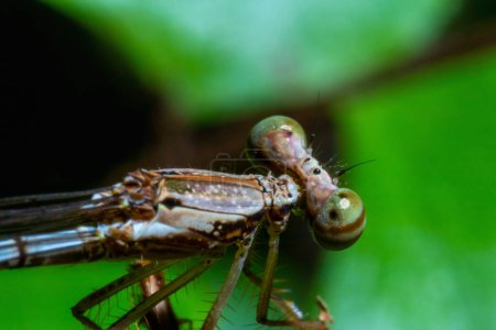Foto de Side view of a small dragonfly with out of focus green leaf background - Imagen libre de derechos