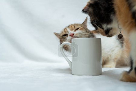 Foto de A white blank coffee mug featuring a brown white cat biting the top side while another cat looking on the white background, coffee mug mockup image - Imagen libre de derechos