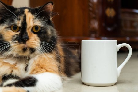 Foto de A white blank coffee mug with a brown kitten resting near it with the out of focus living room background, coffee mug mockup image - Imagen libre de derechos