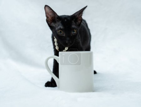Foto de A white blank mug image with a black kitten behind it on the white background, coffee mug mockup image - Imagen libre de derechos