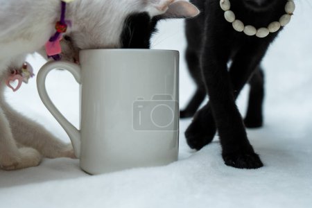 Foto de A close up white blank mug image featuring two kitten behind it on the white background, coffee mug mockup image - Imagen libre de derechos