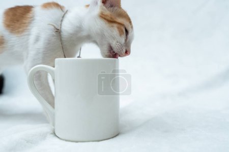 Foto de A white blank coffee mug with a kitten licking on the top side of the mug on the white background, coffee mug mockup image - Imagen libre de derechos