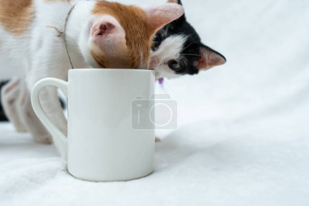 Foto de A white blank coffee mug with a kitten hiding its face in the mug while another kitten looking it, coffee mug mockup image - Imagen libre de derechos