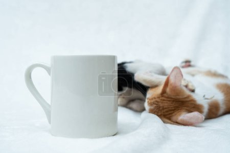 Foto de A blank white coffee mug with two kitten playing out with each other on the background, coffee mug mockup image - Imagen libre de derechos