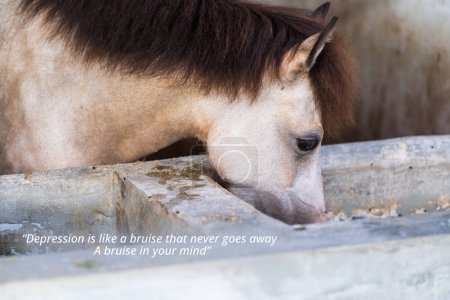 Téléchargez les photos : Negative quote about - Depression is like a bruise that never goes away. A bruise in your mind. With a horse on a stable - en image libre de droit
