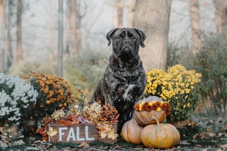 Dog with pumpkins in the park. Bullmastiff dog dog breed. Halloween and Thanksgiving Holidays. Harvest