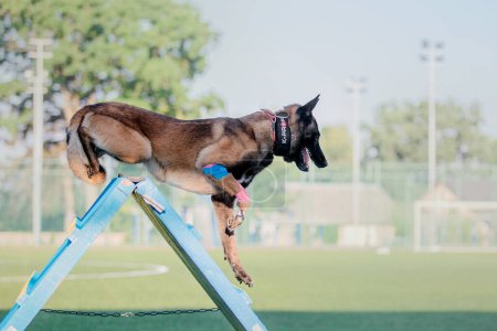 Foto de Working malinois dog. Belgian shepherd dog. Police, guard dog - Imagen libre de derechos