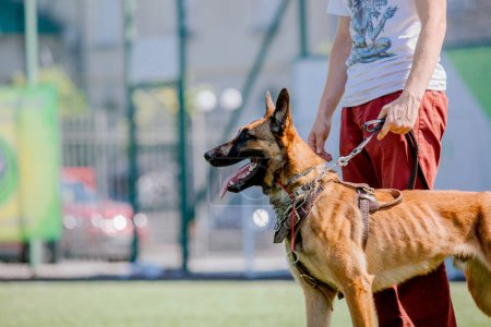 Téléchargez les photos : Working malinois dog. Belgian shepherd dog. Police, guard dog - en image libre de droit