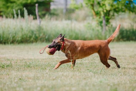 Belgian Shepherd Malinoisdog running. Dog playing outdoor. Summertime. Happy dog on the walk. Active pet