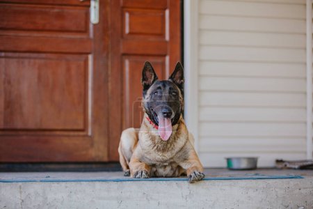 Belgischer Schäferhund Malinoisdog im Liegen. Hund im Freien. Sommerzeit. Glücklicher Hund auf dem Spaziergang. Aktives Haustier