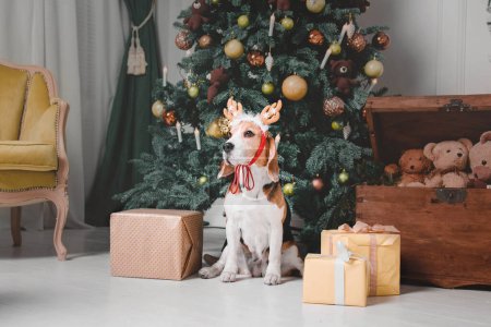 Foto de Lindo perro con cuernos de reno en el fondo del árbol de Navidad. Feliz Año Nuevo, fiestas de Navidad y celebración. Perro (mascota) cerca del árbol de Navidad. - Imagen libre de derechos