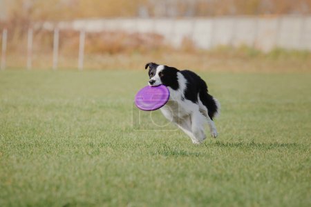 Téléchargez les photos : Dog catching flying disk in jump, pet playing outdoors in a park. Sporting event, achievement in sport - en image libre de droit