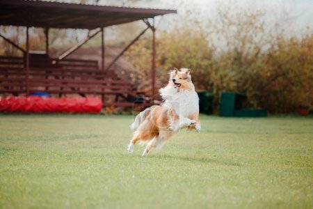 Téléchargez les photos : Dog catching flying disk in jump, pet playing outdoors in a park. Sporting event, achievement in sport - en image libre de droit