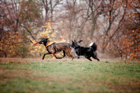 Photo for Group of dogs on a Foggy Autumn Morning. Dogs running. Fast dogs outdoor. Pets in the park. - Royalty Free Image