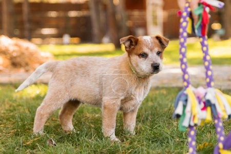 Photo for Australian cattle dog puppy outdoor. Red heeler dog breed. Puppies on the backyard. Dog litter. Dog kennel - Royalty Free Image
