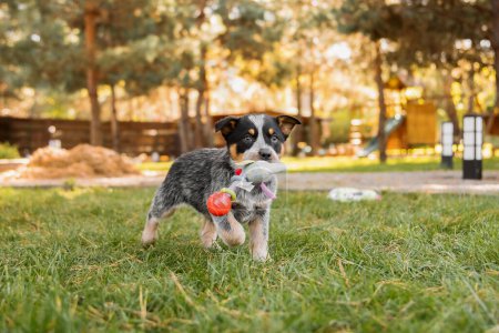 Photo for Australian cattle dog puppy outdoor. Blue heeler dog breed. Puppies on the backyard. Dog litter. Dog kennel - Royalty Free Image