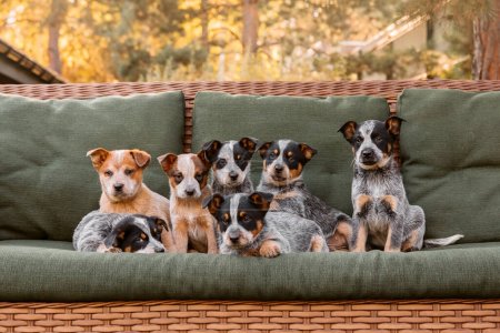 Photo for Australian cattle dog puppy outdoor. Blue and red heeler dog breed. Puppies on the backyard. Dog litter. Dog kennel - Royalty Free Image