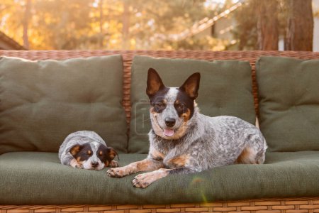 Australian cattle dog puppy and adult dog outdoor. Red heeler and Blue heeler dog breed. Puppies on the backyard. Dog litter.
