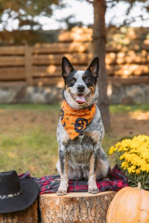 Photo for Young blue heeler dog in autumn. Australian cattle dog. Fall season. Dog with pumpkin. Harvest. Thanksgiving day. - Royalty Free Image