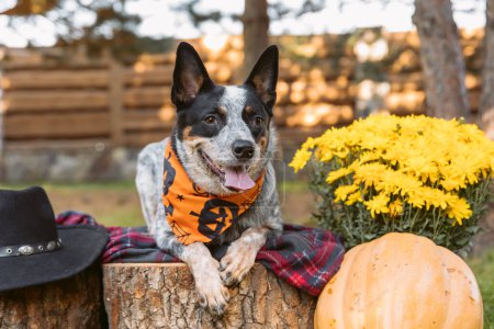 Photo for Young blue heeler dog in autumn. Australian cattle dog. Fall season. Dog with pumpkin. Harvest. Thanksgiving day. - Royalty Free Image