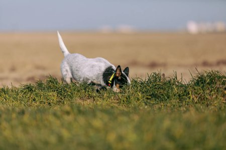 Photo for Australian Cattle Dog on the field. Blue heeler puppy dog running on the medow. Puppy playing outside - Royalty Free Image