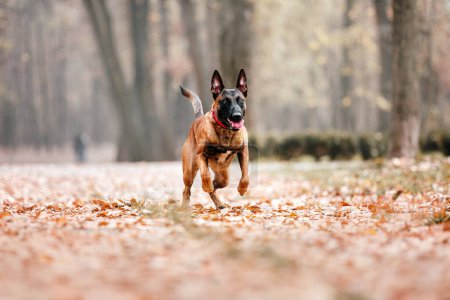 Belgischer Schäferhund Malinois steht in umgefallenem Laub im öffentlichen Park. Herbst, Herbst. Glücklicher Hund auf dem Spaziergang